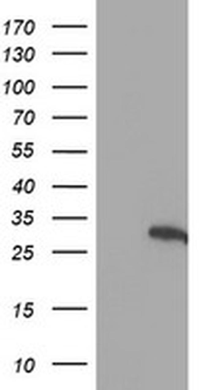 HES1 Antibody in Western Blot (WB)