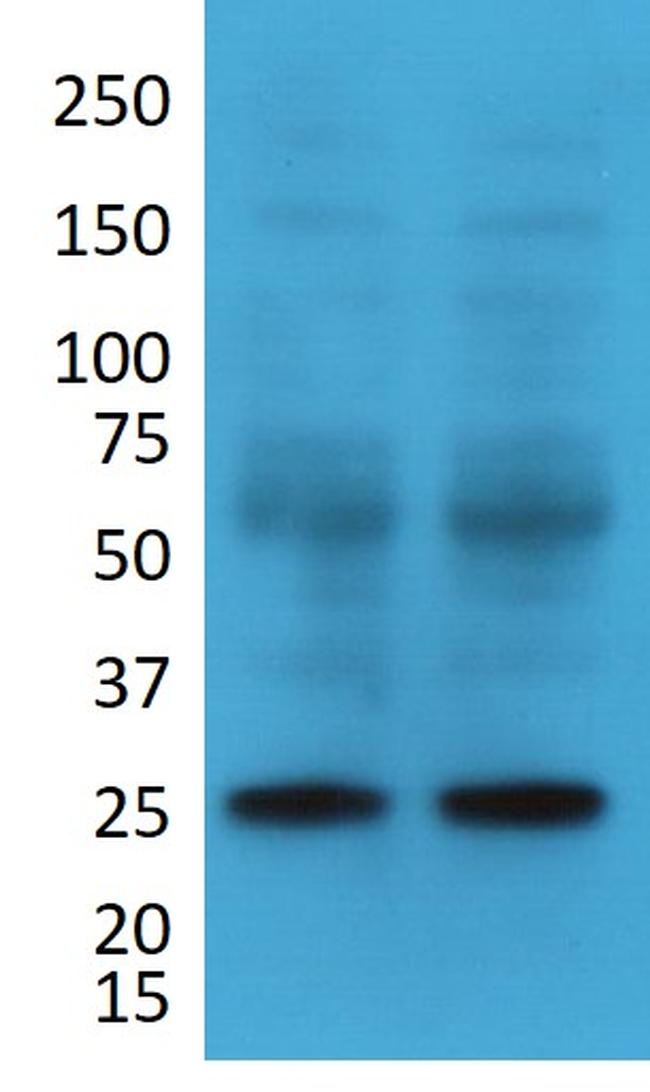 HES5 Antibody in Western Blot (WB)