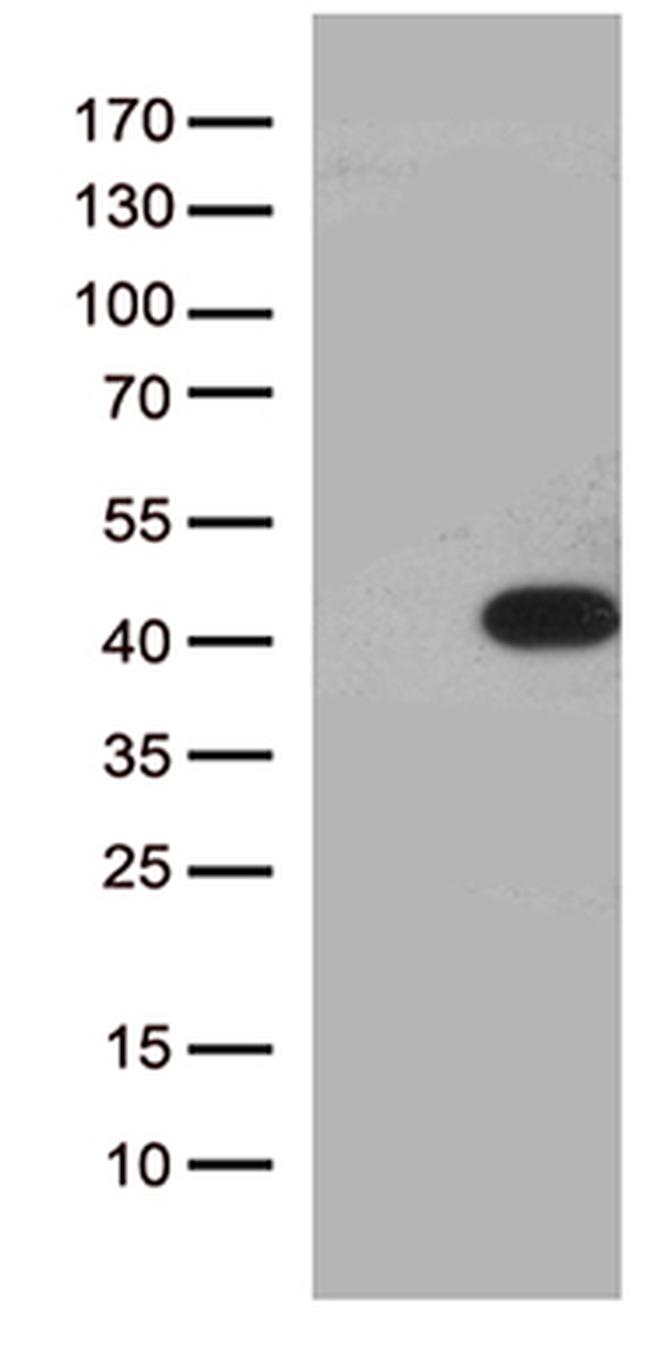 HEYL Antibody in Western Blot (WB)