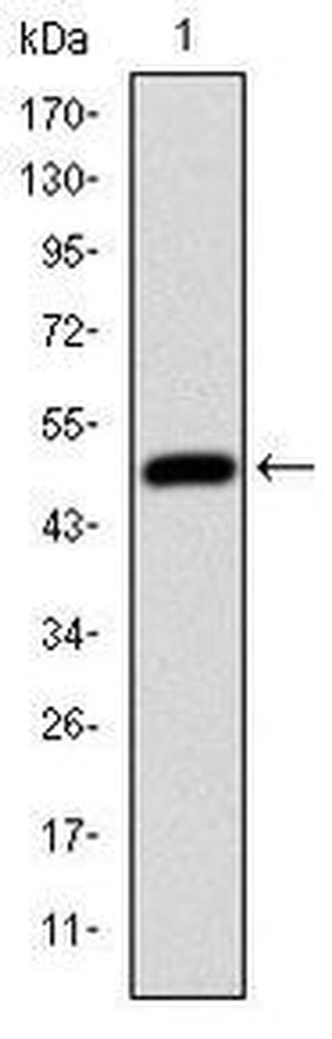 HFE Antibody in Western Blot (WB)