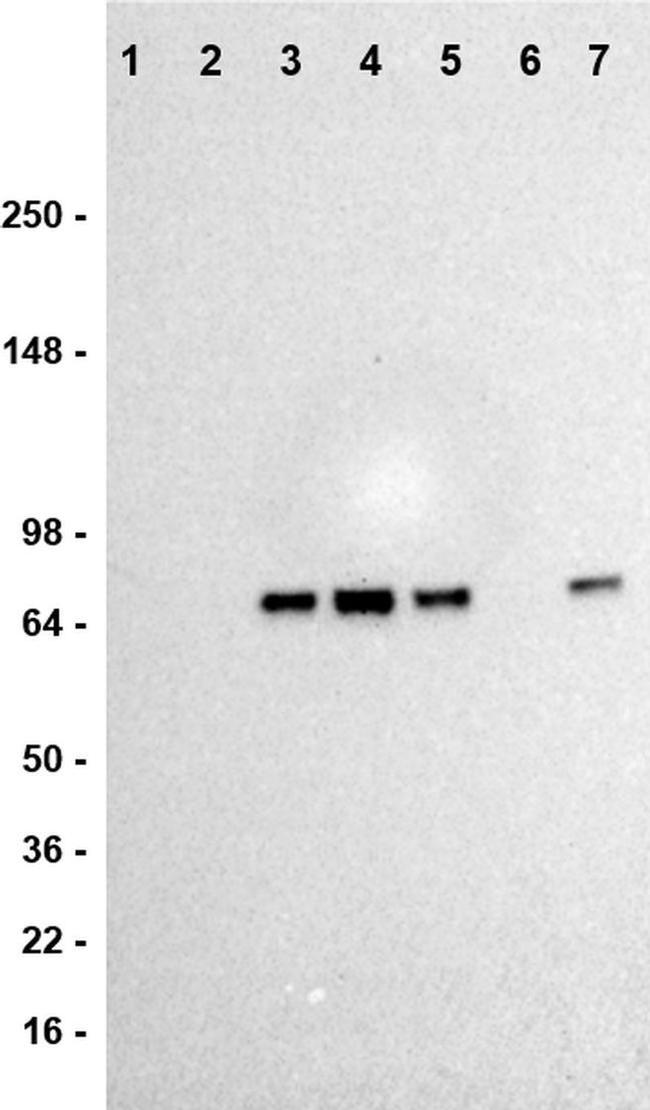 cGAS Antibody in Western Blot (WB)