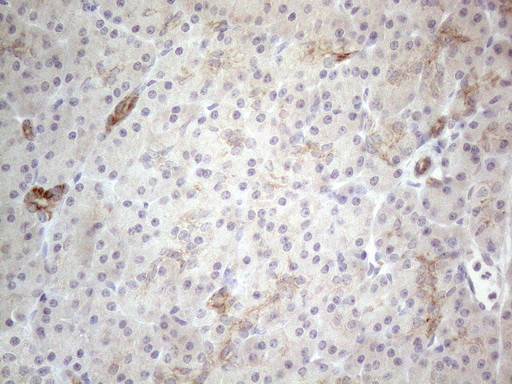 HGF Antibody in Immunohistochemistry (Paraffin) (IHC (P))