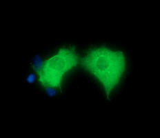 HGS Antibody in Immunocytochemistry (ICC/IF)