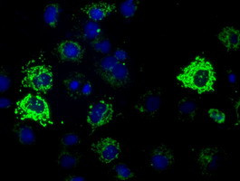 HIBCH Antibody in Immunocytochemistry (ICC/IF)