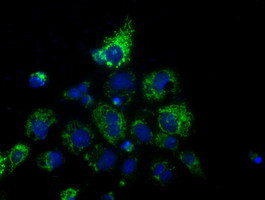 HIBCH Antibody in Immunocytochemistry (ICC/IF)