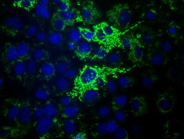 HIBCH Antibody in Immunocytochemistry (ICC/IF)