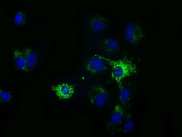 HIBCH Antibody in Immunocytochemistry (ICC/IF)