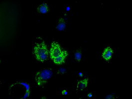 HIBCH Antibody in Immunocytochemistry (ICC/IF)