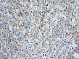 HIBCH Antibody in Immunohistochemistry (Paraffin) (IHC (P))