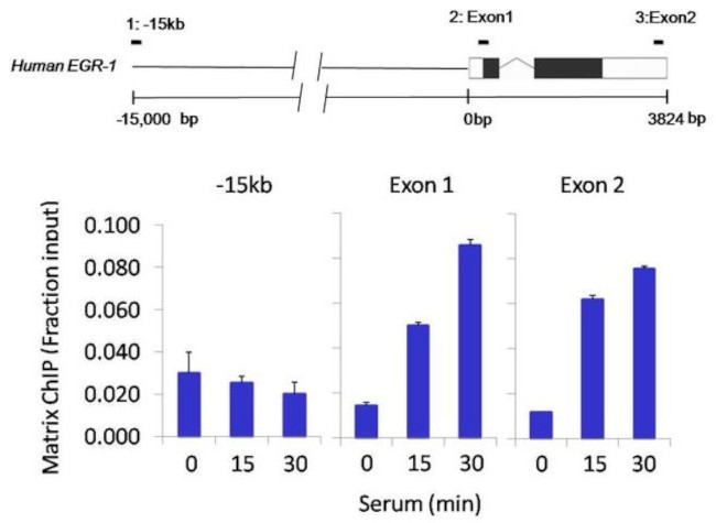 HIF1A Antibody in ChIP Assay (ChIP)