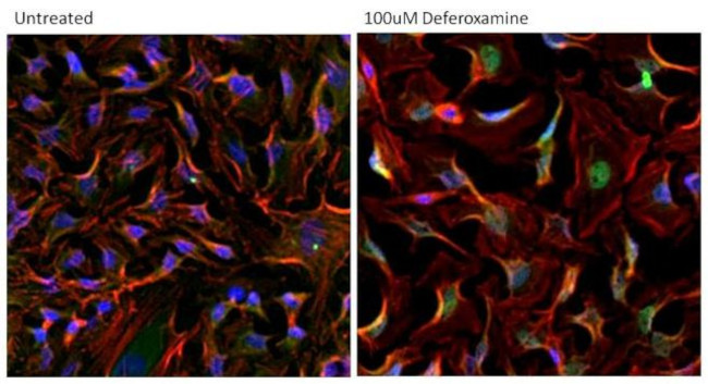 HIF1A Antibody in Immunocytochemistry (ICC/IF)