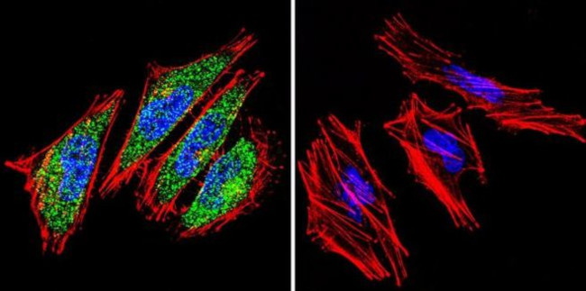 HIF-1 beta Antibody in Immunocytochemistry (ICC/IF)