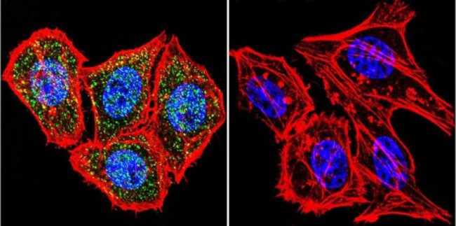 HIF-1 beta Antibody in Immunocytochemistry (ICC/IF)