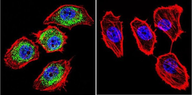 HIF-1 beta Antibody in Immunocytochemistry (ICC/IF)