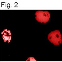 HIF1A Antibody in Immunocytochemistry (ICC/IF)