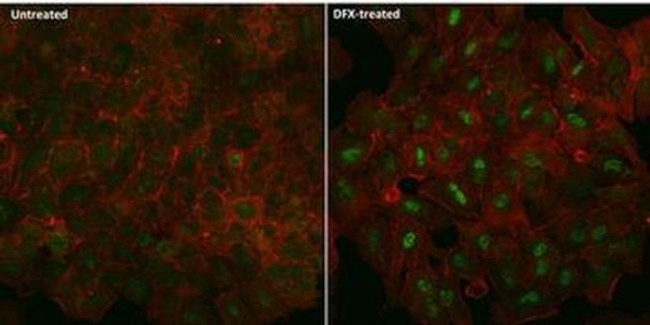 HIF1A Antibody in Immunocytochemistry (ICC/IF)