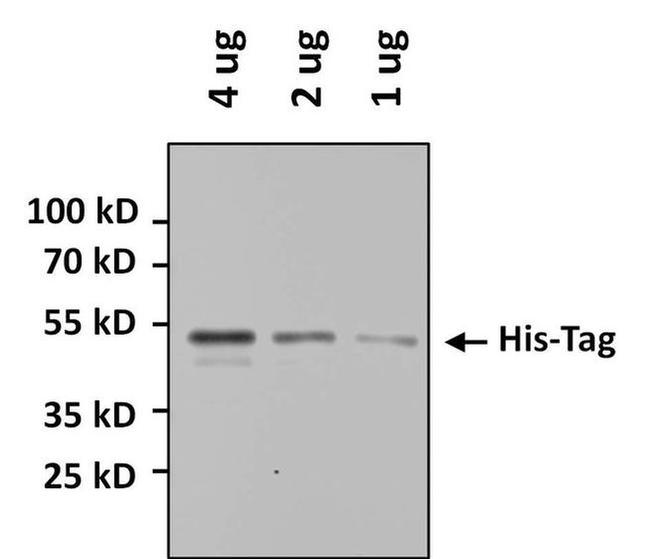 6x-His Tag Antibody in Western Blot (WB)