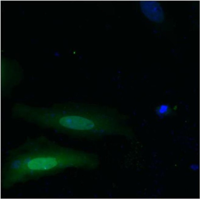 6x-His Tag Antibody in Immunocytochemistry (ICC/IF)