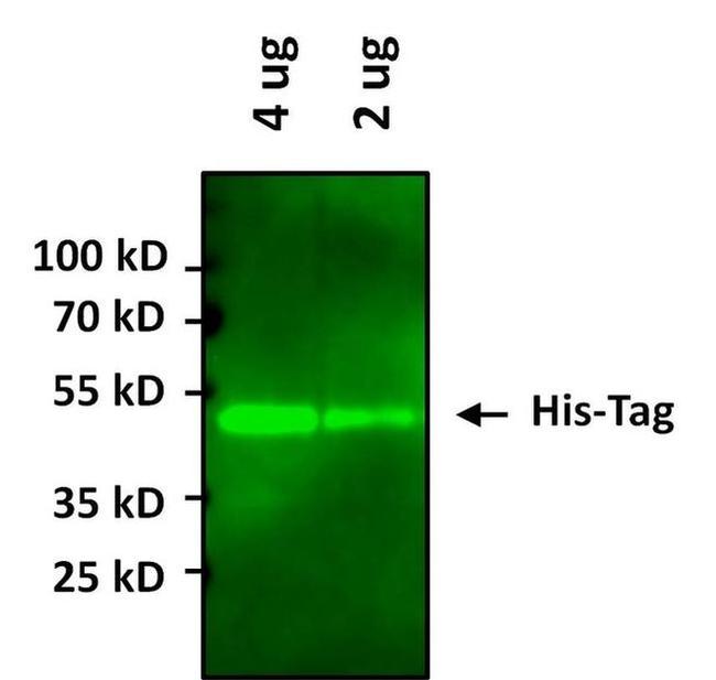 6x-His Tag Antibody in Western Blot (WB)