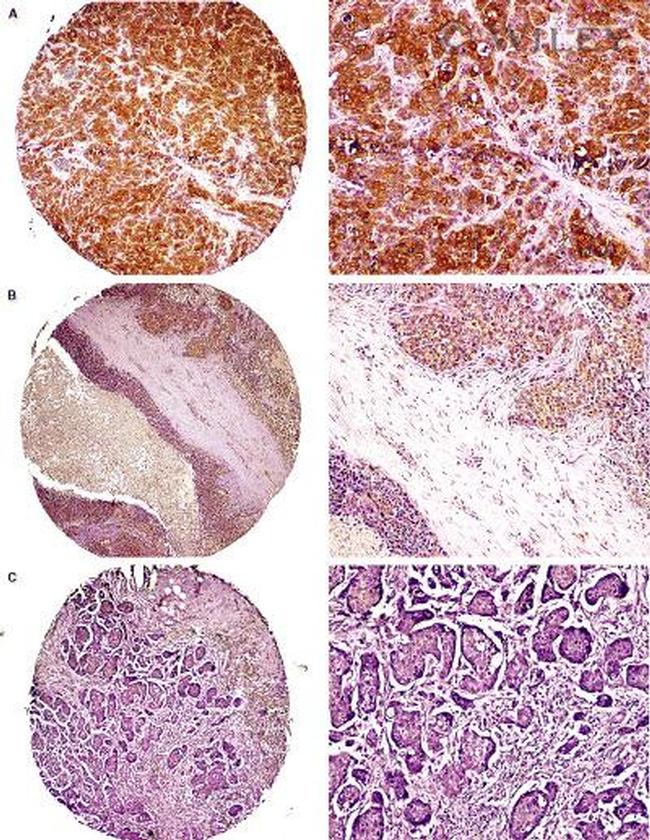 EBP50 Antibody in Immunohistochemistry (Paraffin) (IHC (P))