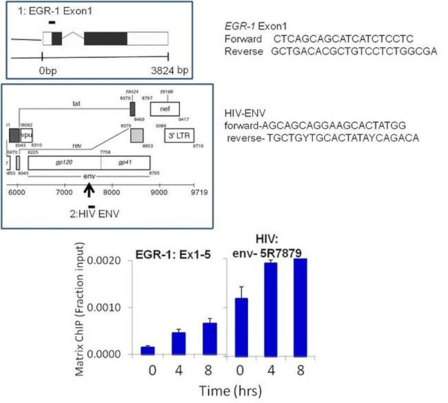 HIV1 Tat Antibody in ChIP Assay (ChIP)