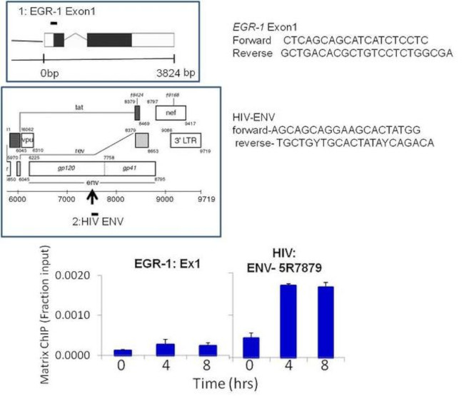 HIV1 Tat Antibody in ChIP Assay (ChIP)