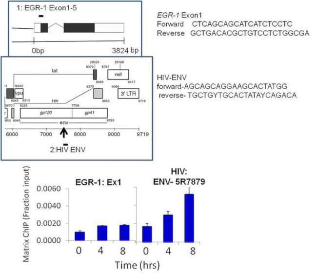 HIV1 Tat Antibody in ChIP Assay (ChIP)