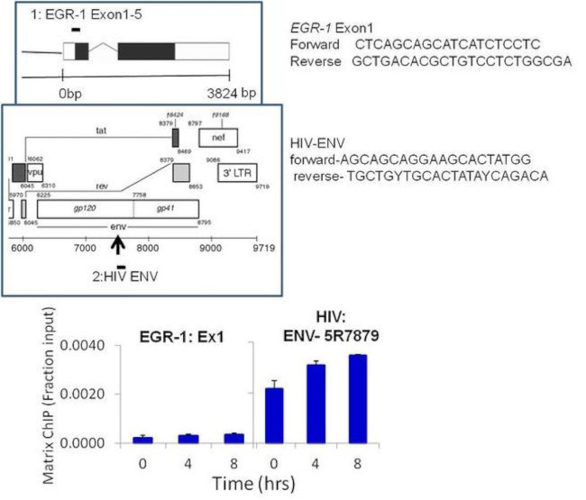 HIV1 Tat Antibody in ChIP Assay (ChIP)