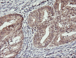 HLCS Antibody in Immunohistochemistry (Paraffin) (IHC (P))