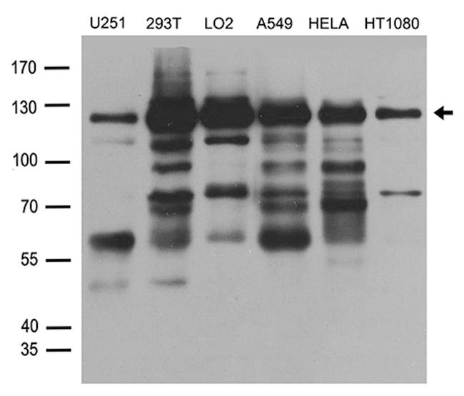 HLTF Antibody in Western Blot (WB)