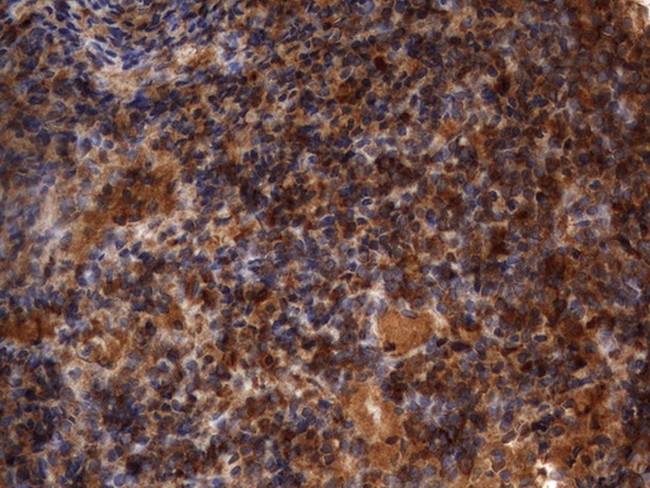 HMBS Antibody in Immunohistochemistry (Paraffin) (IHC (P))