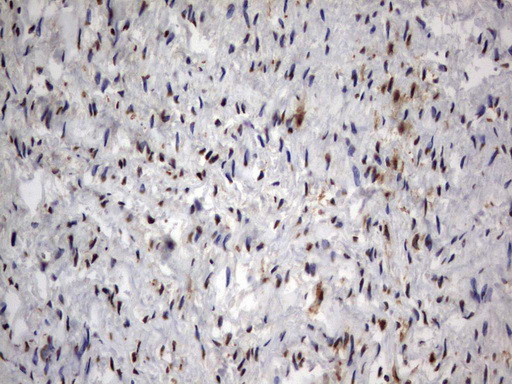 HMBS Antibody in Immunohistochemistry (Paraffin) (IHC (P))