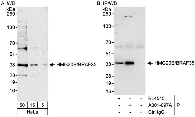 HMG20B/BRAF35 Antibody in Western Blot (WB)