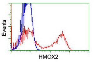 HMOX2 Antibody in Flow Cytometry (Flow)