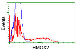 HMOX2 Antibody in Flow Cytometry (Flow)