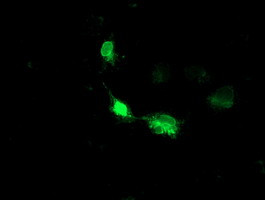 HMOX2 Antibody in Immunocytochemistry (ICC/IF)