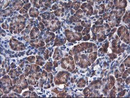 HMOX2 Antibody in Immunohistochemistry (Paraffin) (IHC (P))