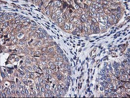 HMOX2 Antibody in Immunohistochemistry (Paraffin) (IHC (P))