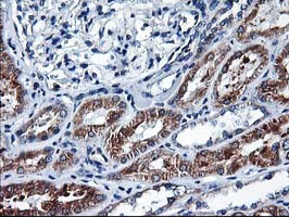 HMOX2 Antibody in Immunohistochemistry (Paraffin) (IHC (P))