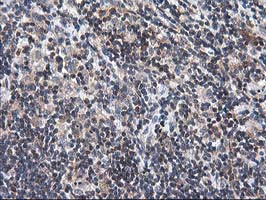 HMOX2 Antibody in Immunohistochemistry (Paraffin) (IHC (P))