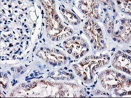 HMOX2 Antibody in Immunohistochemistry (Paraffin) (IHC (P))