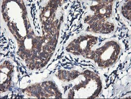 HMOX2 Antibody in Immunohistochemistry (Paraffin) (IHC (P))