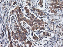 HMOX2 Antibody in Immunohistochemistry (Paraffin) (IHC (P))