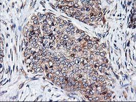 HMOX2 Antibody in Immunohistochemistry (Paraffin) (IHC (P))