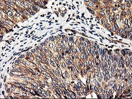 HMOX2 Antibody in Immunohistochemistry (Paraffin) (IHC (P))