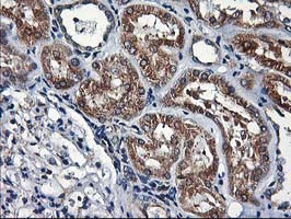 HMOX2 Antibody in Immunohistochemistry (Paraffin) (IHC (P))