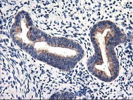 HMOX2 Antibody in Immunohistochemistry (Paraffin) (IHC (P))