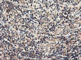 HMOX2 Antibody in Immunohistochemistry (Paraffin) (IHC (P))