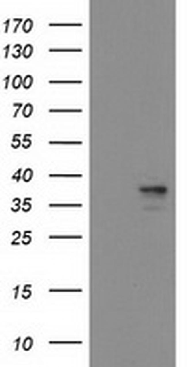 HMOX2 Antibody in Western Blot (WB)