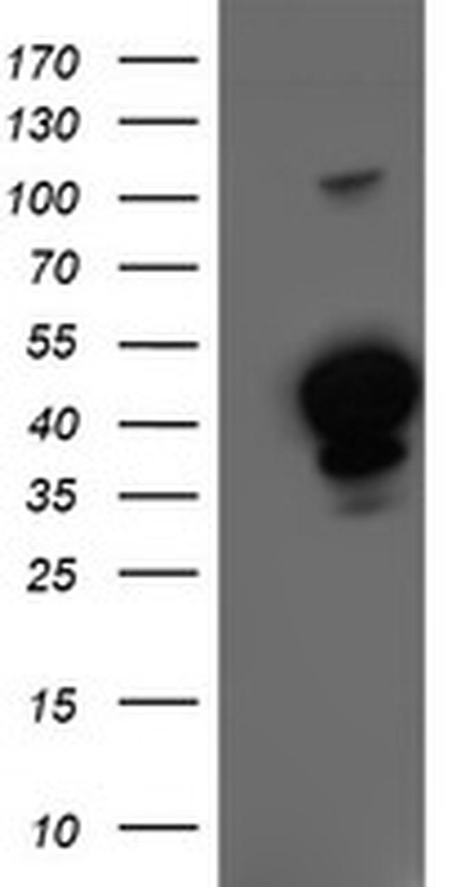 HMOX2 Antibody in Western Blot (WB)